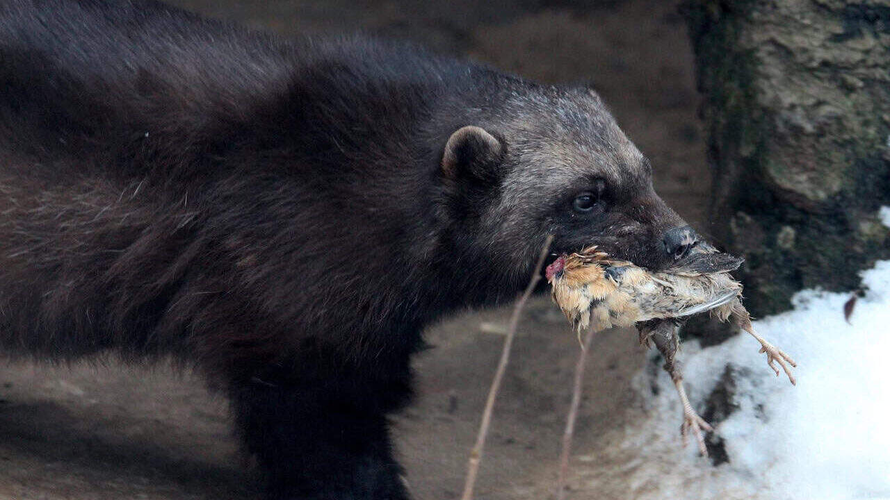 wolverine, gulo gulo, beast of prey, animal, the beast, dangerous animal, wild animal, predator, zoo, food, cunha, fauna, dangerous beast, wild beast, animals of russia, nature, not man, wolverine, wolverine, wolverine, wolverine, wolverine, gulo gulo