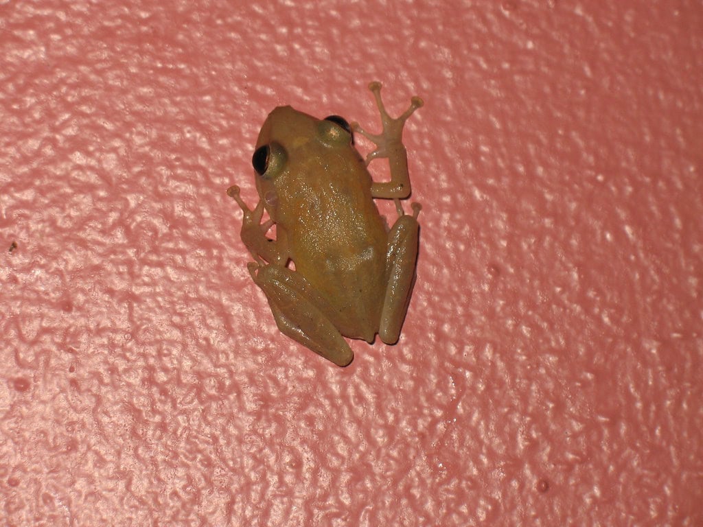 Coqui Frog