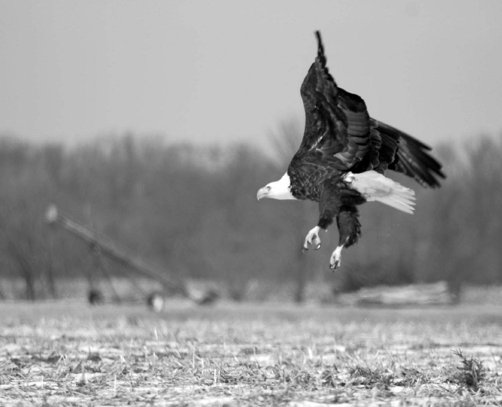 Bald Eagles Fighting