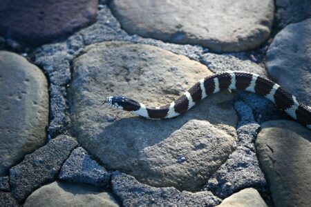 Are King Snakes Really Immune to Venom?
