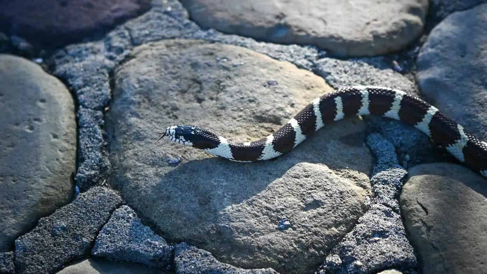A California kingsnake slithering over sunlit rocks, showcasing its distinct pattern.