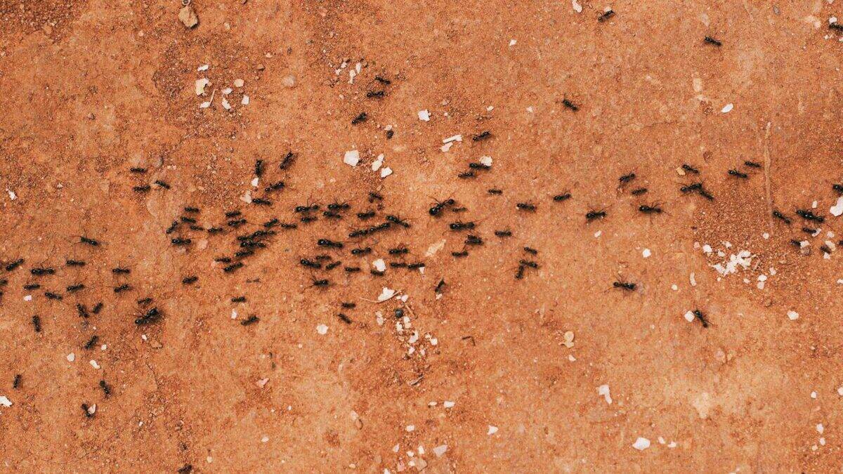Close-up of a group of ants walking on a textured brown earth surface.