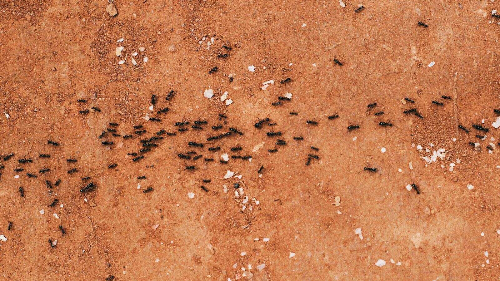 Close-up of a group of ants walking on a textured brown earth surface.