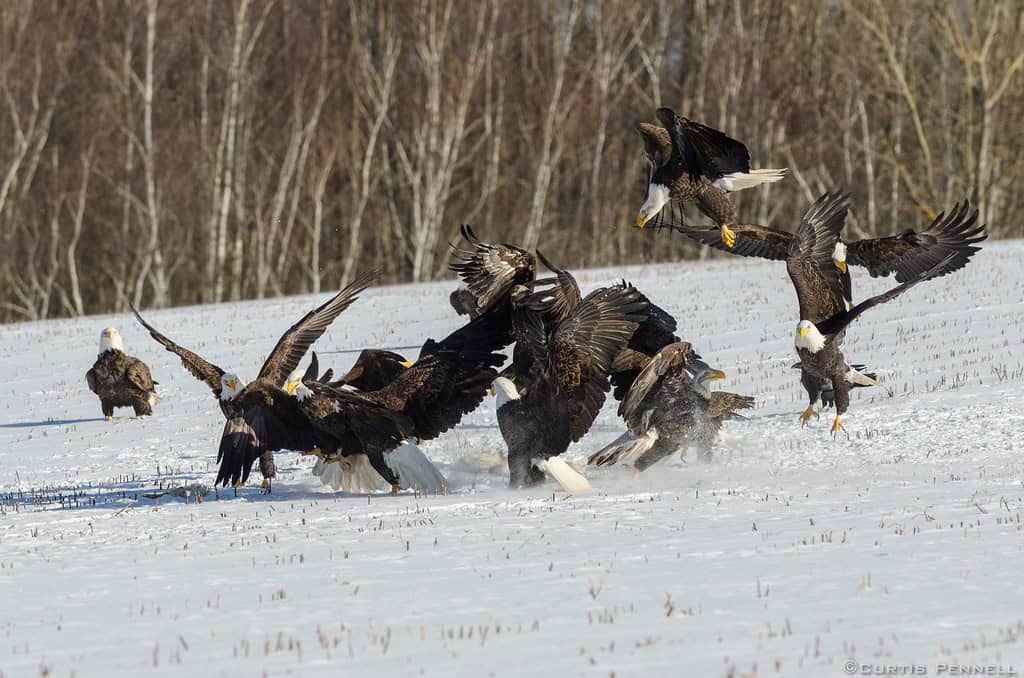 Bald Eagles Fighting