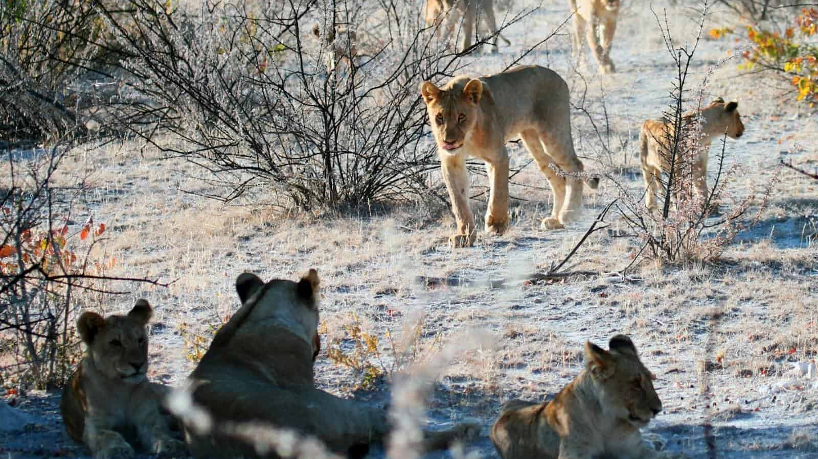 Lions in a winter safari landscape, showcasing the wild beauty of nature.