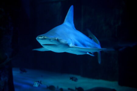 Why Sandbar Sharks Thrive Along the U.S. Atlantic Coast