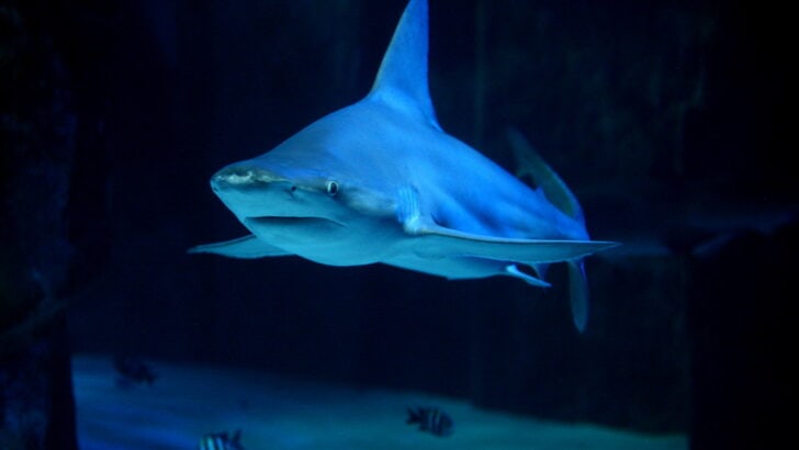 Why Sandbar Sharks Thrive Along the U.S. Atlantic Coast