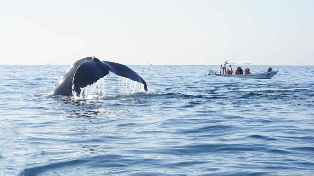 a whale tail flups out of the water
