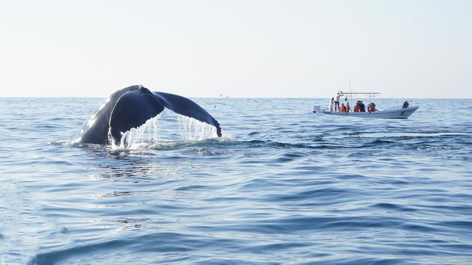 a whale tail flups out of the water