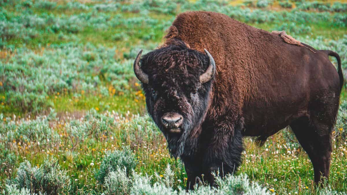Close-up of a bison standing in a vibrant green pasture on a sunny day.