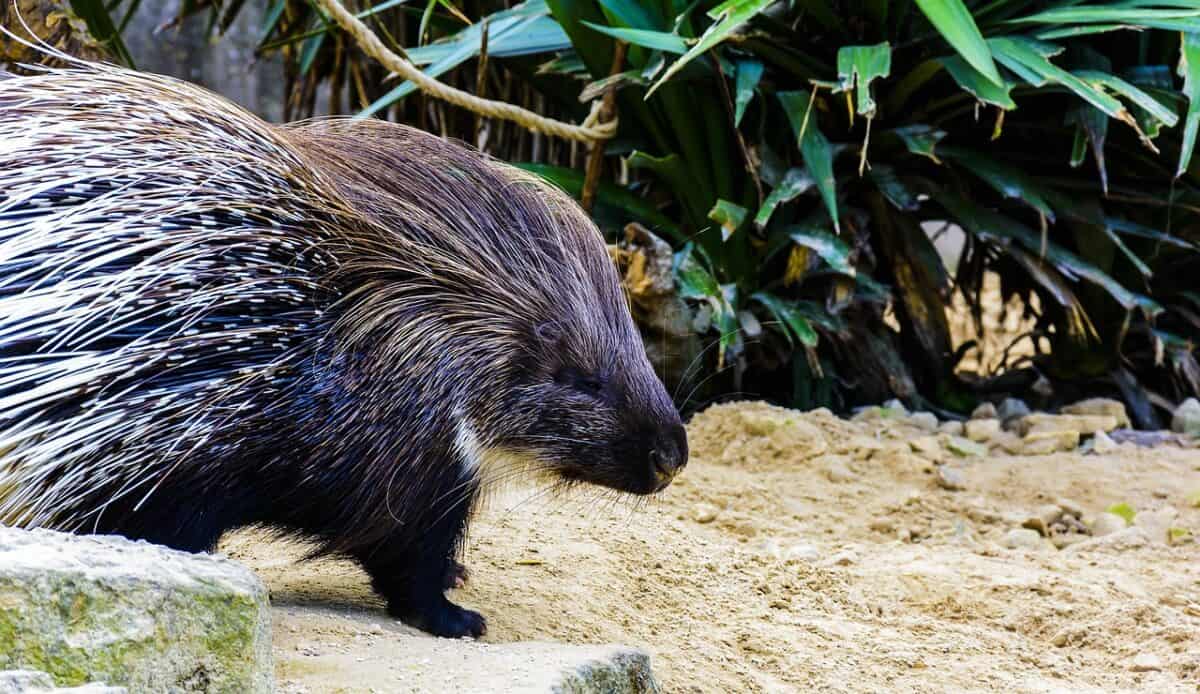 porcupine, animal, nature, prickly, quills, wildlife