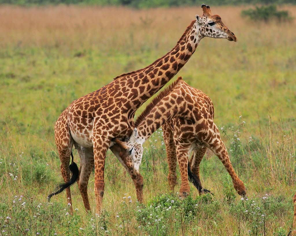 Giraffe fight