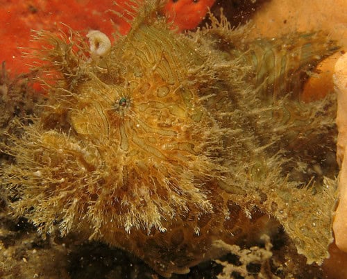 Anglerfish