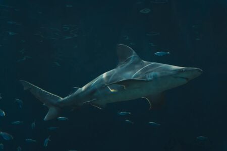 What Makes Bull Sharks So Dangerous in Shallow Waters