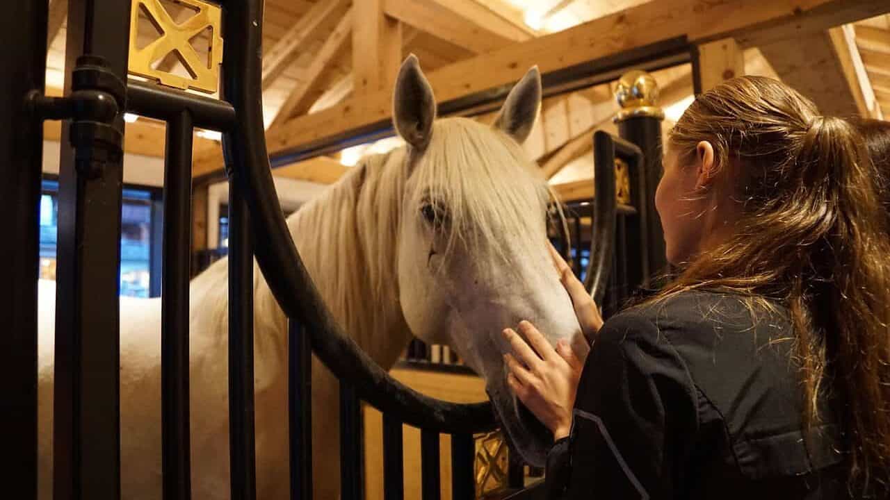 horse, lipizzaner, stud, reiterhof, riding stable, homestead, horse breed, mammal, thoroughbred horse, cute, animal, pony, horse stable, foal, barn, pasture, breed, clay court, cub, equestrian, noble, stole, animal husbandry, meadow, lipica, slovenia, girl, head, ps, sports, face, portrait, do gymnastics, nature, move, woman, figure, human, horse stable, horse stable, horse stable, horse stable, horse stable, lipica