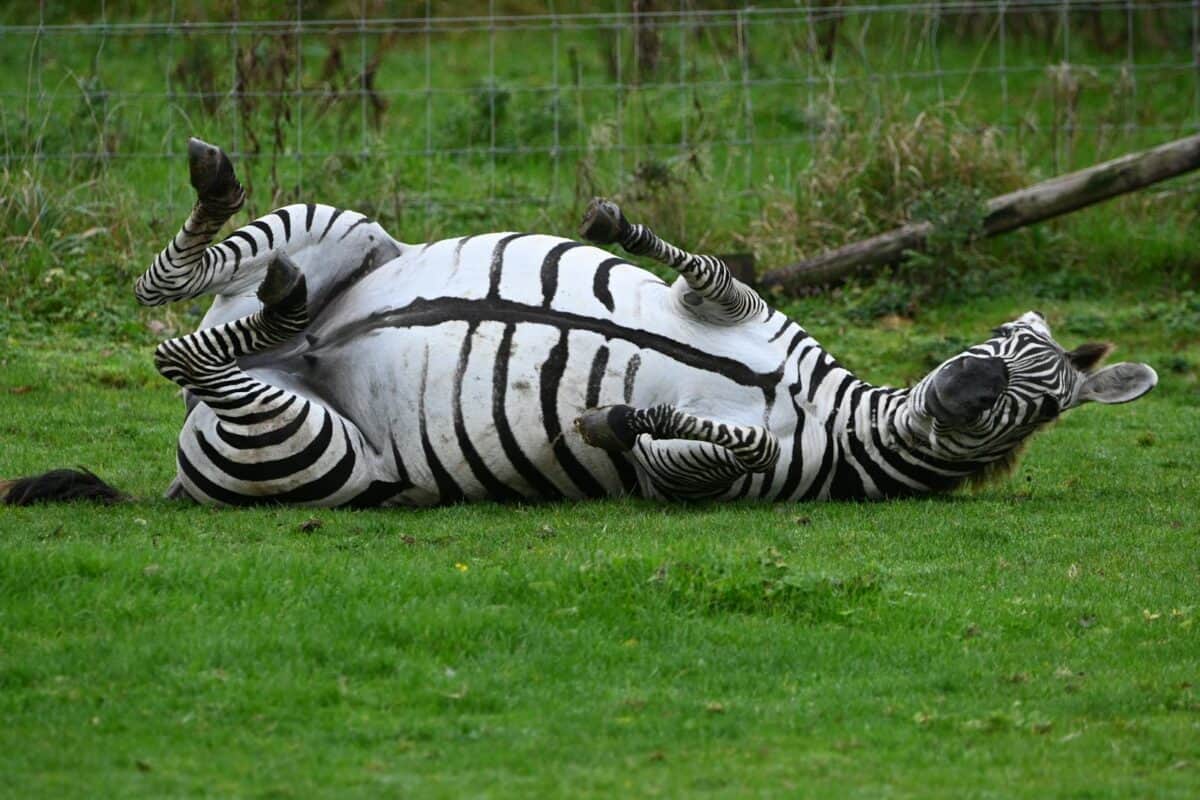A zebra with stripes rolls playfully on the grass, showing its underside in a grassy field.