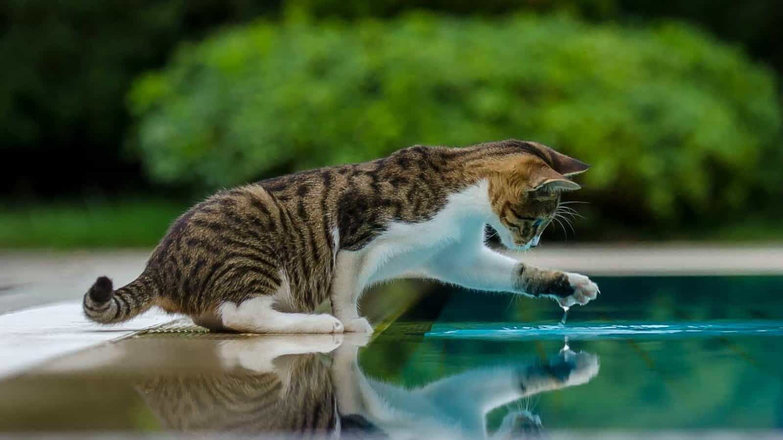 A playful cat explores its reflection by the pool, highlighting curiosity and nature's beauty.