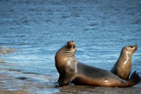 Sea Lions Clap to Celebrate After Every Meal