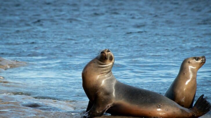 Sea Lions Clap to Celebrate After Every Meal
