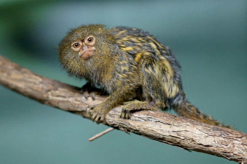 Pygmy Marmoset monkey