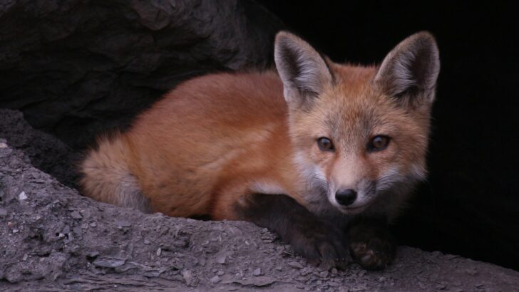 How Foxes Use Stealth to Evade Predators