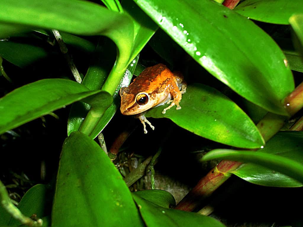 Coqui Frog