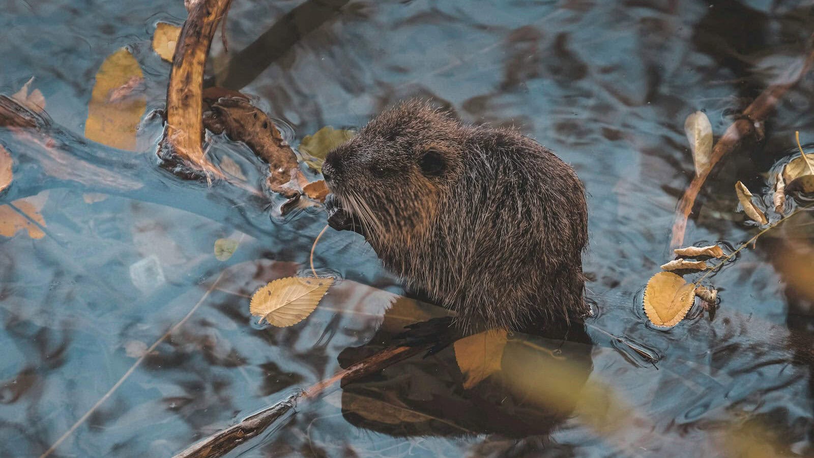 brown hedgehog on water during daytime