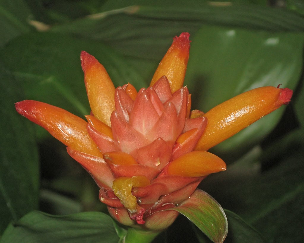 Bromeliad
