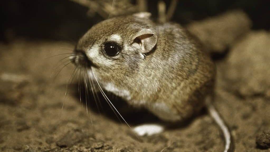 Kangaroo Rat
