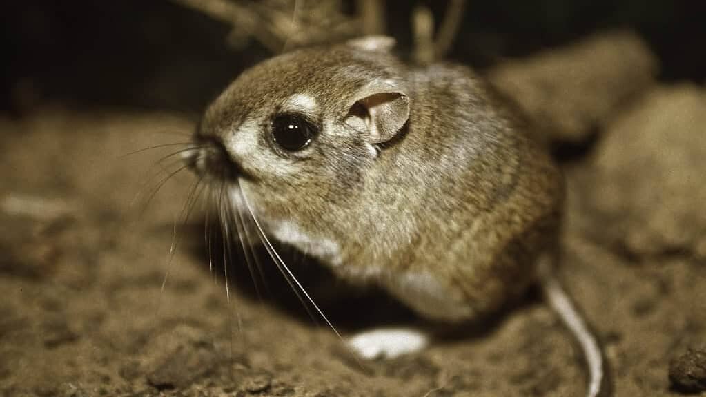 Kangaroo Rat
