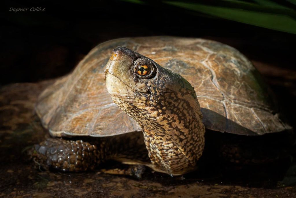 Pond turtle