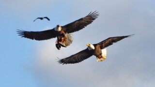 Bald Eagles Fighting