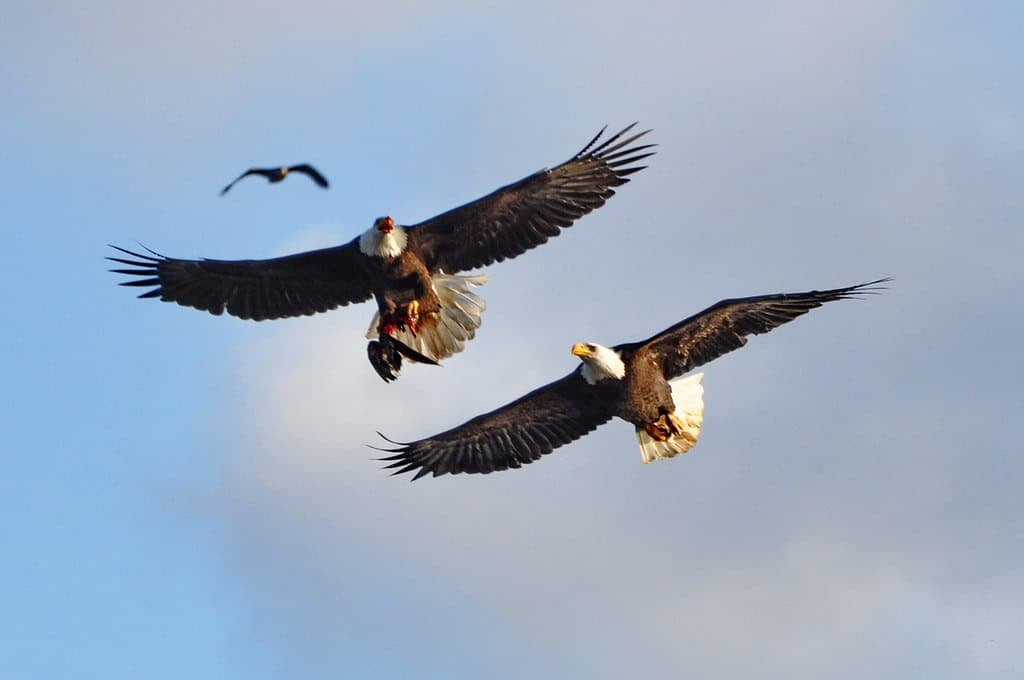 Bald Eagles Fighting