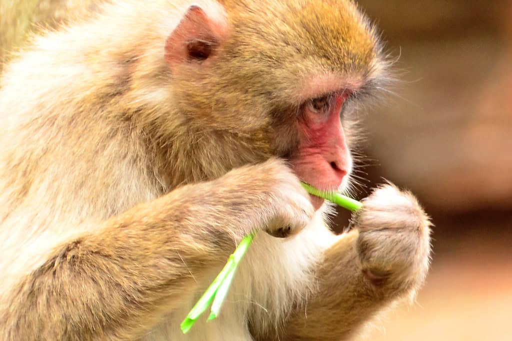 Young Japanese Monkey Eating