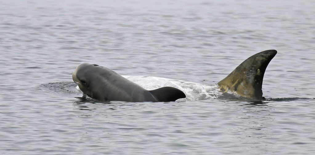 Dolphin calf