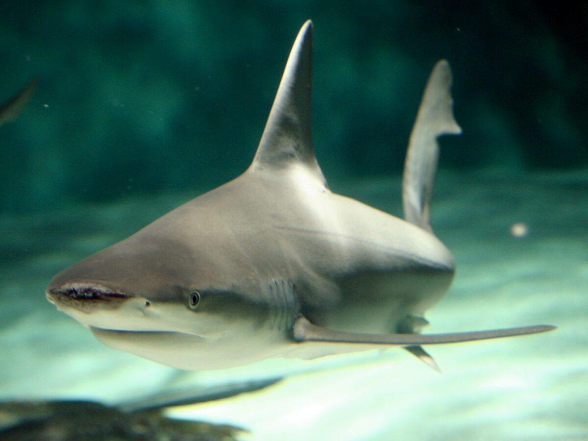 Sandbar shark