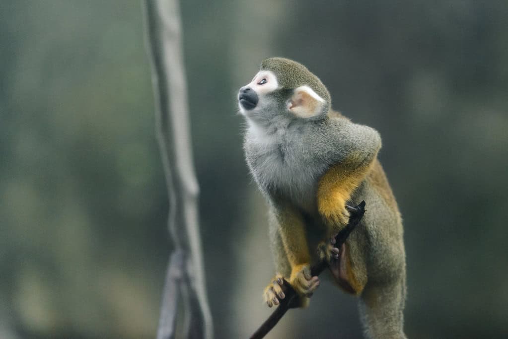 Squirrel Monkey