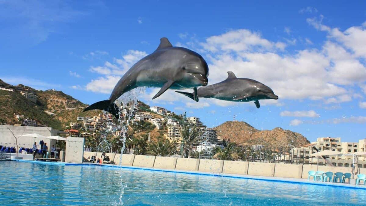 dolphin jumping out of water