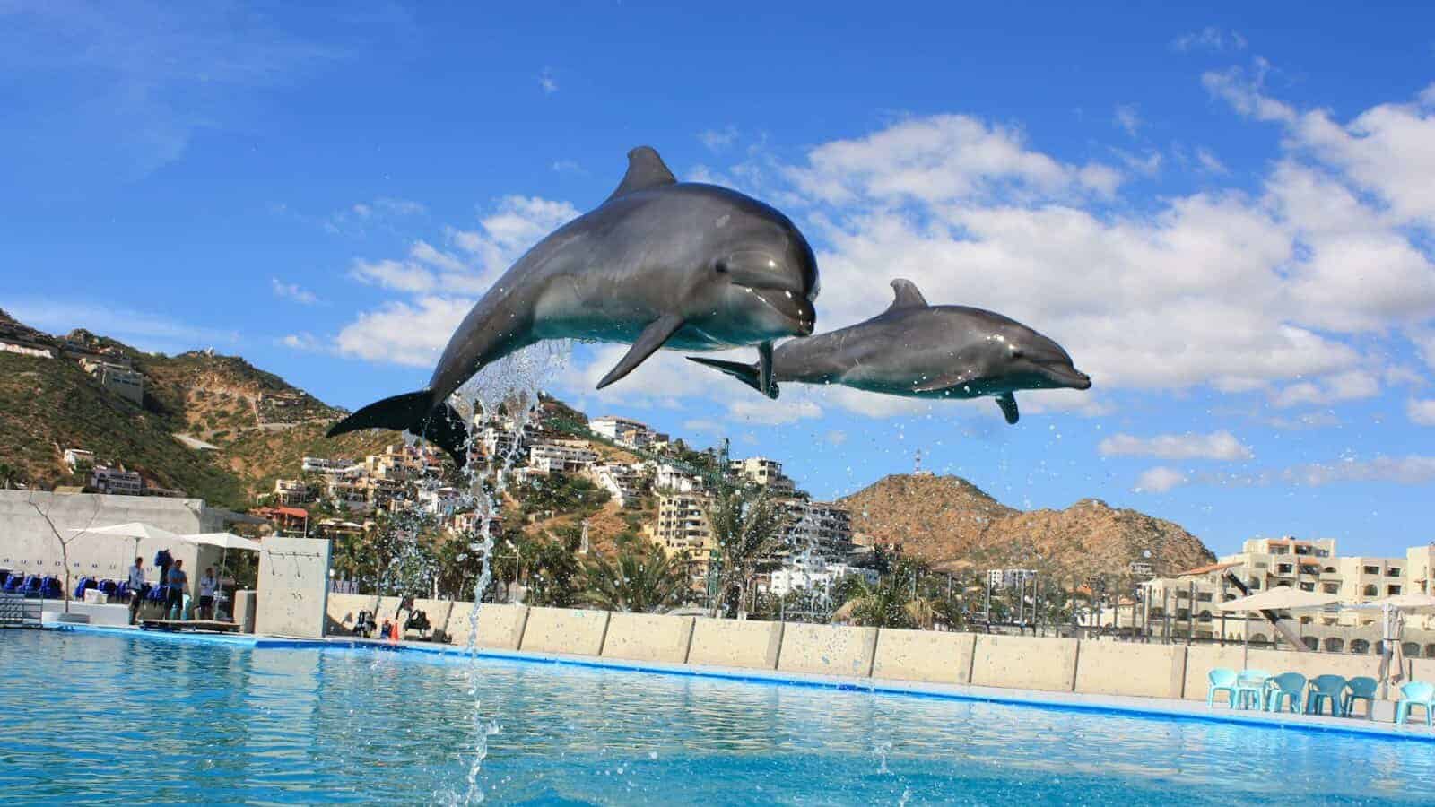 dolphin jumping out of water