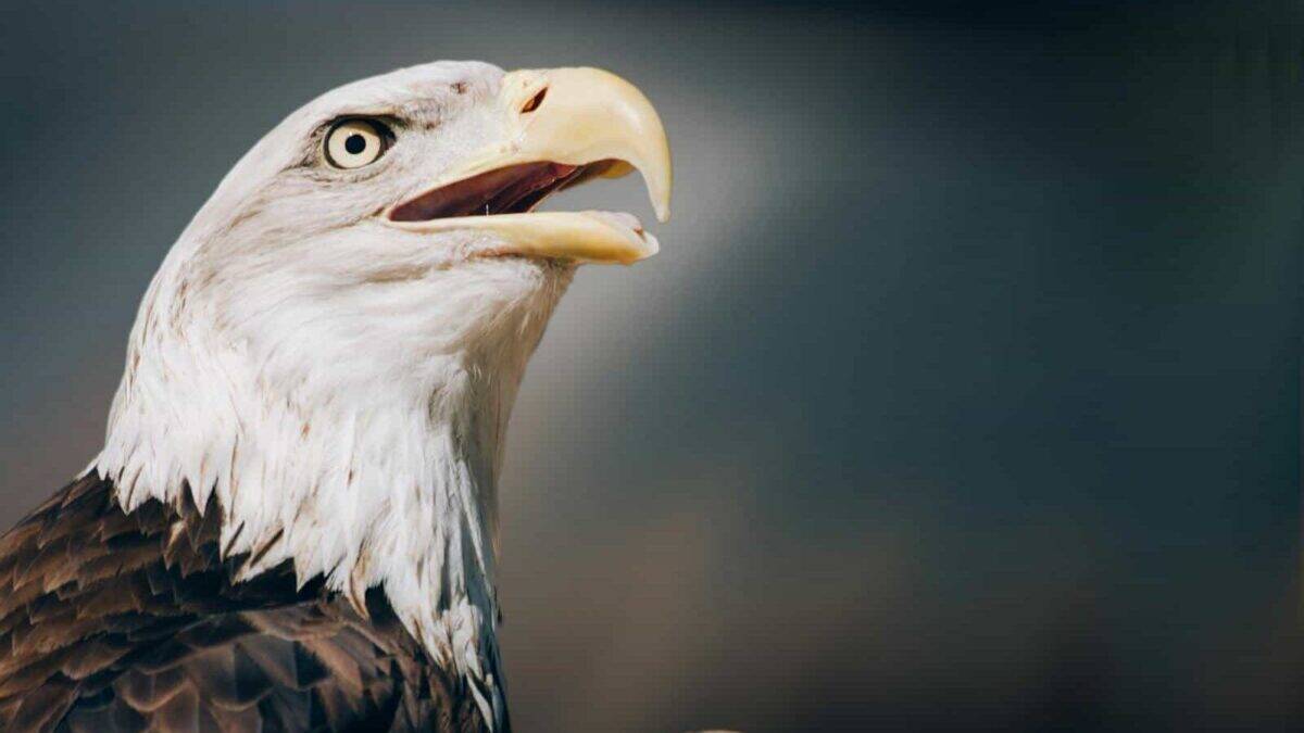 Detailed close-up of a bald eagle, showcasing its features and piercing gaze.
