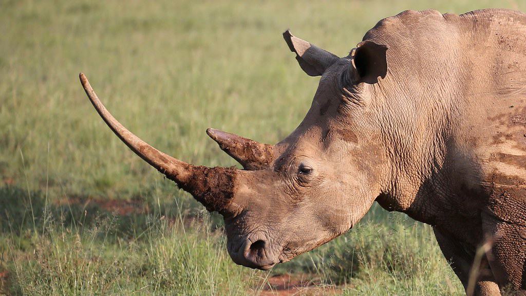 Rhino horn