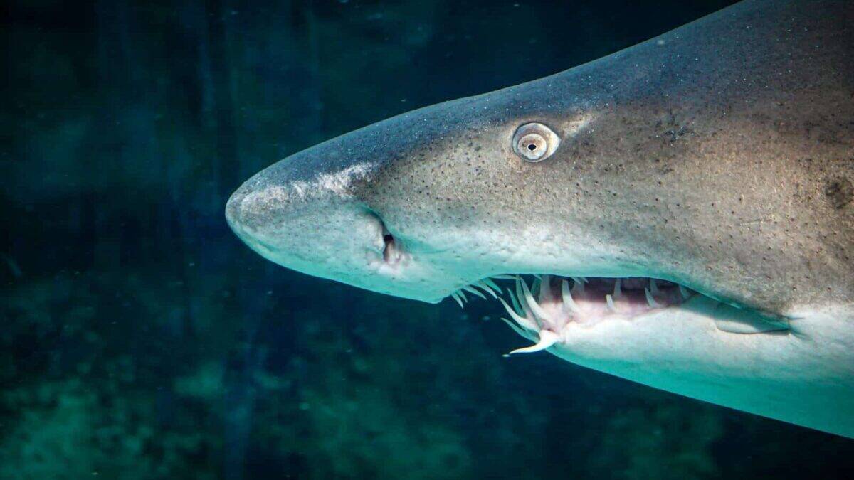 Free stock photo of aquatic, dangerous, great white