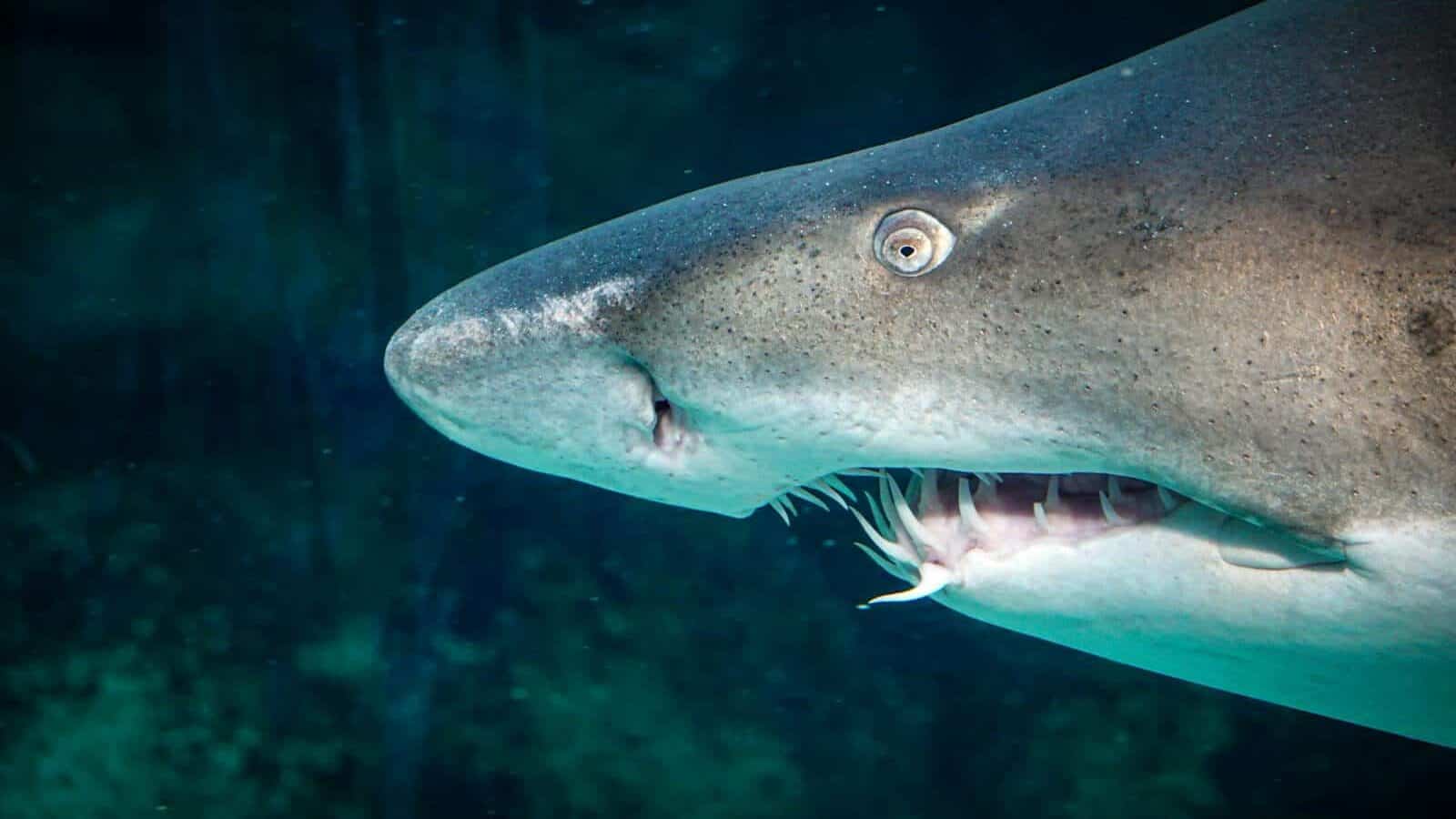 Free stock photo of aquatic, dangerous, great white