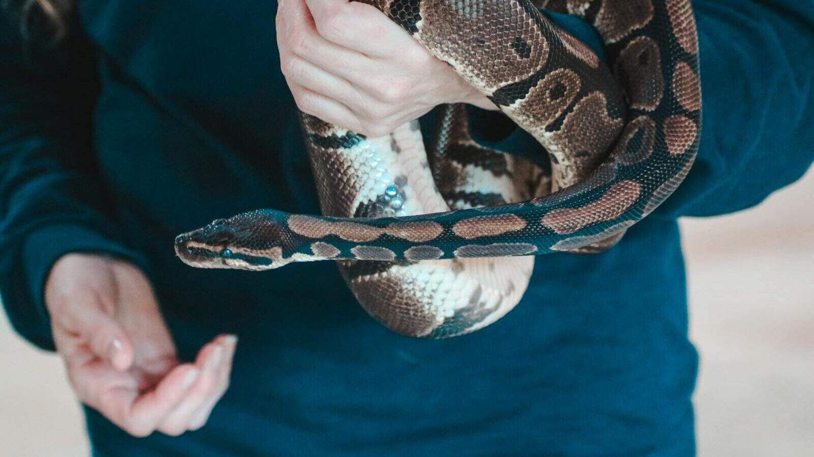A close-up of a python snake being gently held by a person indoors.