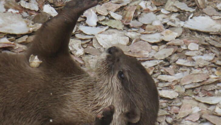 Otters Juggle Pebbles When They Get Bored