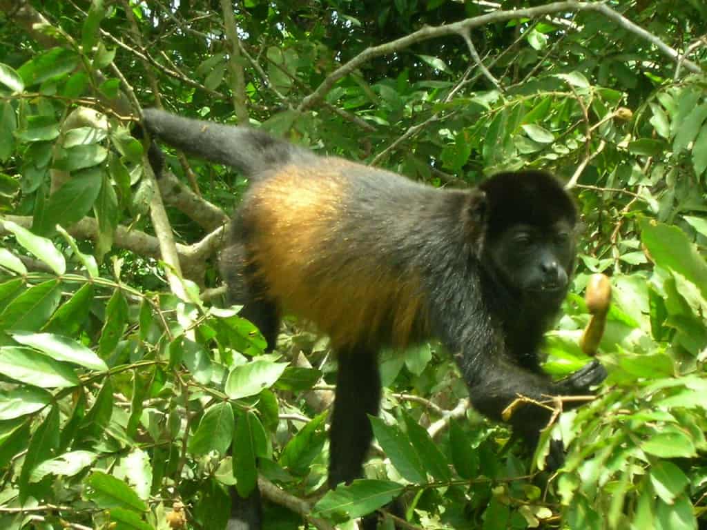 Howler Monkey Eating A Banana
