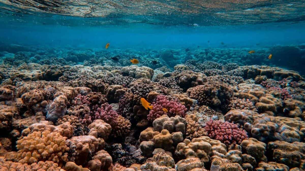 Explore a breathtaking underwater coral reef, teeming with vibrant marine life and fish.