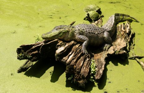 Where to Go for Guaranteed Alligator Sightings