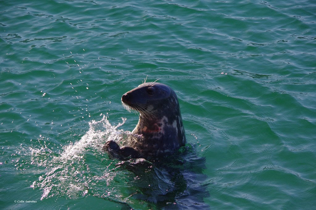 Seal clapping