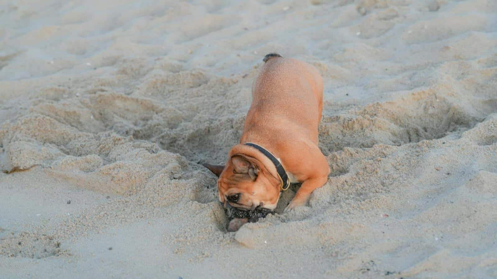 French Bulldog joyfully digging into sandy beach at Cove Island Park in Stamford, Connecticut.